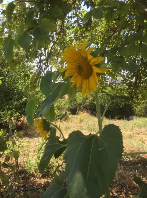 “CI VUOLE UN FIORE...”